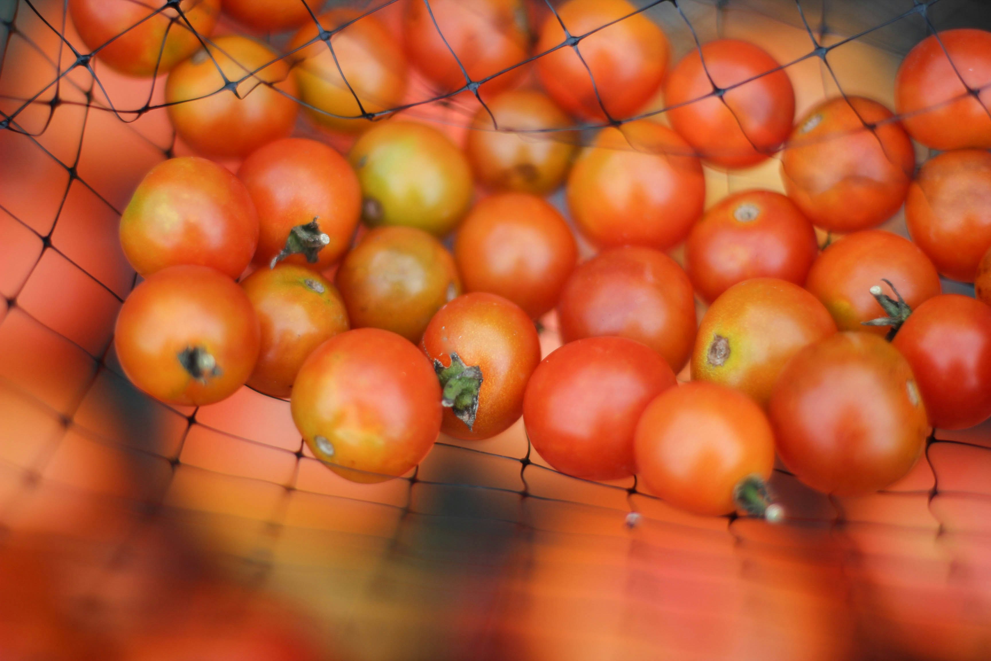 selective focus photography of red fruits